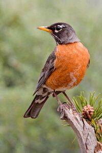 American Robin 2006.jpg