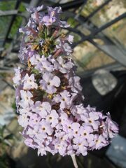 Buddleja crispa var. agathosma.jpg