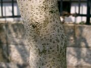Cercis chinensis1.jpg