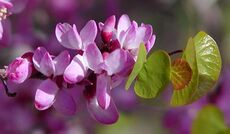 Cercis occidentalis flowers.jpg