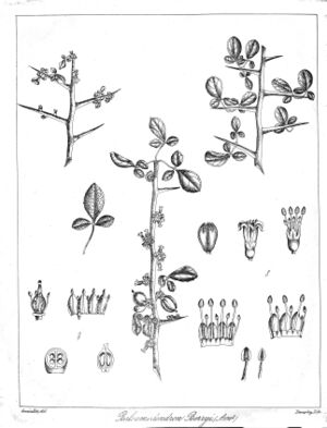 Commiphora berryi Govindoo.jpg