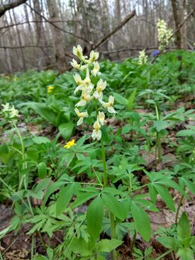 Corydalis marschalliana 17528909.jpg