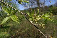 Eucommia-ulmoides.JPG