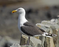 Great Black-backed Gull Larus marinus.jpg