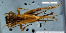 Modicogryllus bordigalensis 1 1.jpg