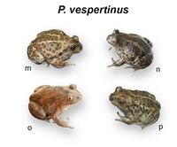 Pelobates vespertinus (10.3897-zookeys.859.33634) Figure 3.jpg