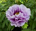 Pivoine Japanese