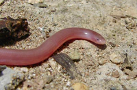 Typhlops vermicularis 9.jpg