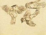 Van gogh Studies of a Dead Sparrow vgm f1360v jh621.jpg