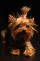 Yorkshire Terrier Apple.jpg