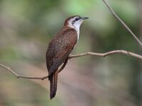 BandedBayCuckoo.jpg