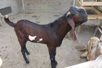 Beetal Goat Faisalabad Panjab Pakistan.jpg