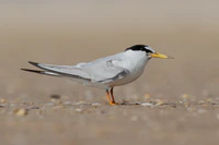 Charrancito Sternula albifrons 1.jpg