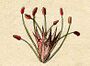 Ehret-Methodus Plantarum Sexualis-I.jpg