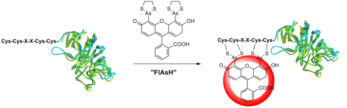 FlAsh Protein Modification.png