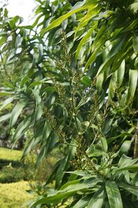 Flower Dracaena Reflexa.JPG