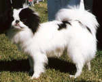 Japanese Chin aka Japanese Spaniel.jpg