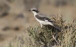 Lanius minor - Lesser Grey Shrike 09.jpg