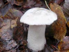 Leccinum percandidum5.jpg