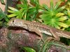 Leiolepis.jpg