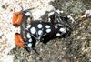 Mantella cowanii08.jpg