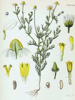 Matricaria recutita - Köhler–s Medizinal-Pflanzen-091.jpg