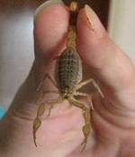 Mesobuthus eupeus in human hand.jpg