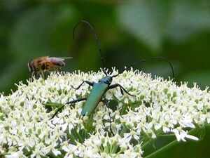 Moschusbock, Wald-Engelwurz.JPG