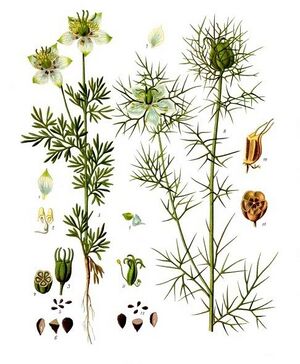 Nigella sativa - Köhler–s Medizinal-Pflanzen-227.jpg