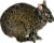 Pentalagus furnessi 387708672 transparent flipped.png