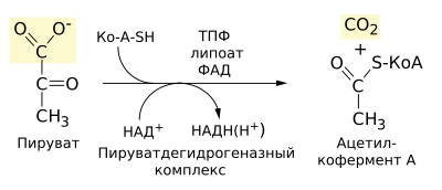 Pyruvate decarboxylation ru.svg