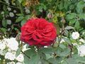 Rosa sp.197.jpg