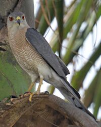Shikra - Male.jpg
