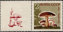 The Soviet Union 1964 CPA 3123A stamp with left label4 (Mushrooms. Slippery jack or sticky bun (Suillus luteus) with field mushroom (Agaricus campestris)) 600 dpi.jpg