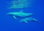 Tursiops truncatus Maldives.jpg