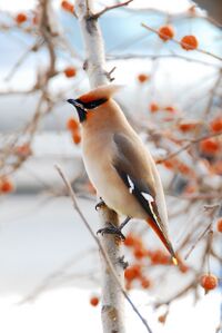 Waxwing.jpg