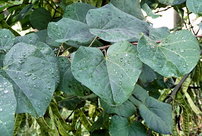 Arbre-de-judee-feuilles683.png