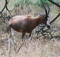 Blesbok - Damaliscus pygargus albifrons.jpg