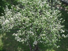 Cydonia oblonga flourished.JPG