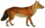 Dogs, jackals, wolves, and foxes (Plate XLI).png