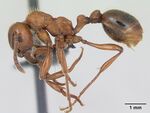 Manica rubida casent0173135 profile 1.jpg