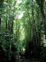 Mariebjerg Cemetery.jpg