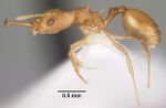 Microdaceton exornatum casent0102250 profile 1.jpg