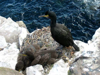 Phalacrocorax aristotelis.jpg