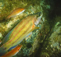 Symphodus tinca mâle avec des femelles (Linnaeus, 1758).jpg