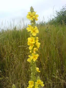 Verbascum densiflorum S2.jpg