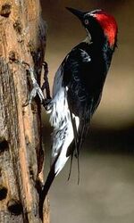 AcornWoodpecker23.jpg