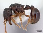 Adelomyrmex biroi casent0178445 profile 1.jpg