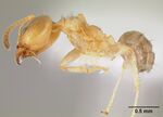 Casent0106011 p 1 high.jpg