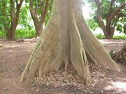Ceiba pentandra MS4104.JPG